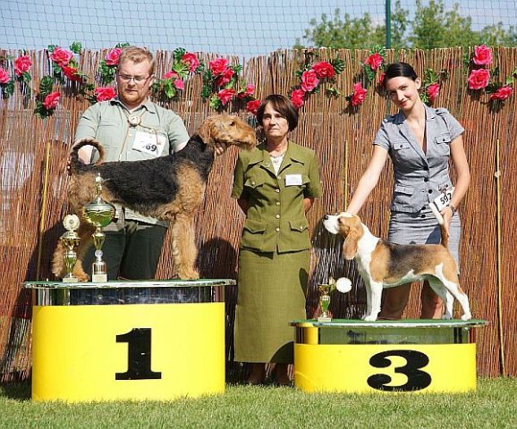 torun - bis working dogs
